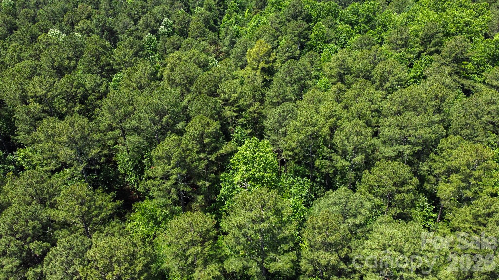 0 Mooresboro Road Mooresboro, NC 28114 - Photo 16 of 17 a view of a lush green forest