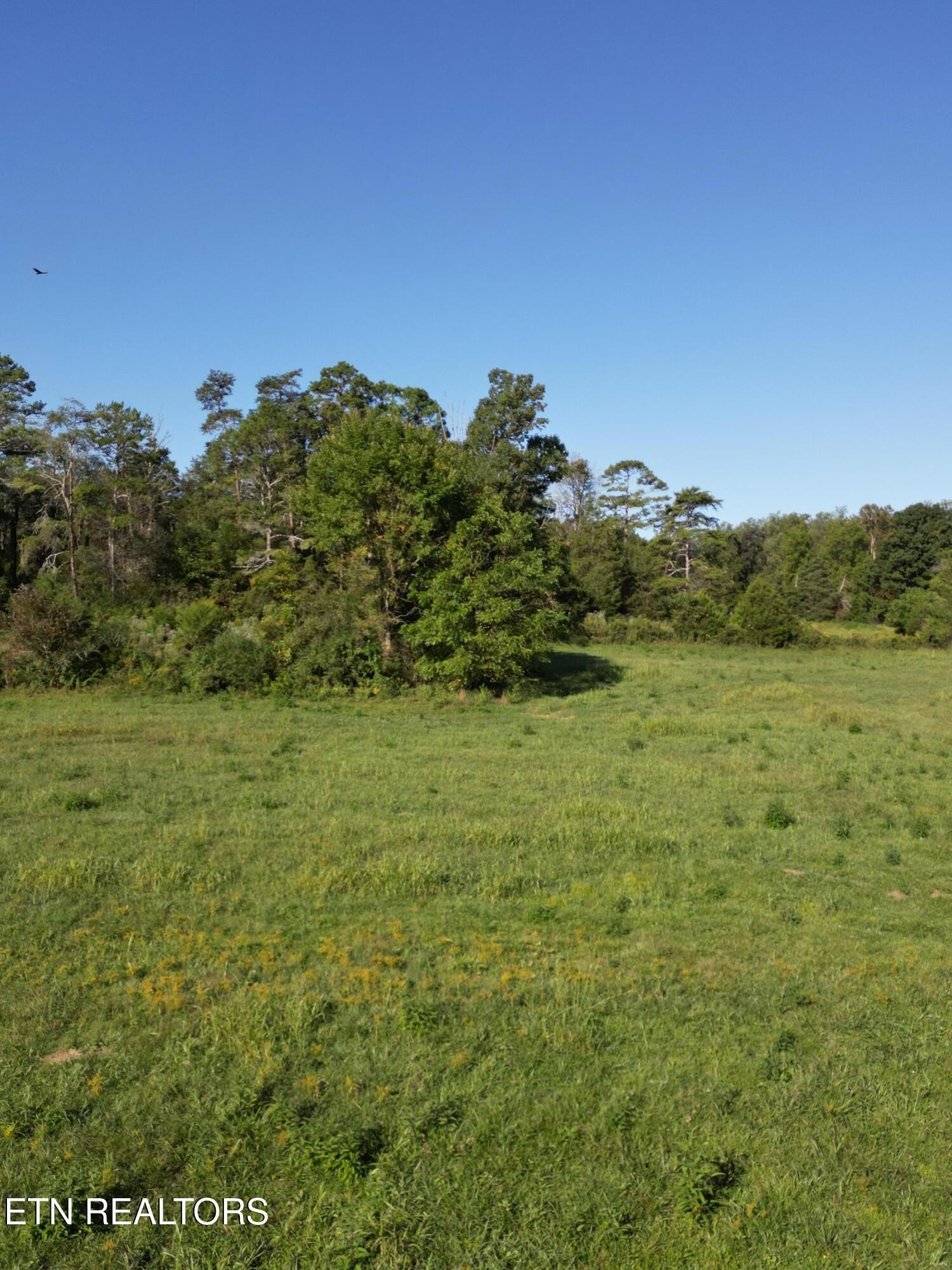 317 Singleton Hollow Road Speedwell, TN 37870 - Photo 9 of 23 a view of a field with an trees