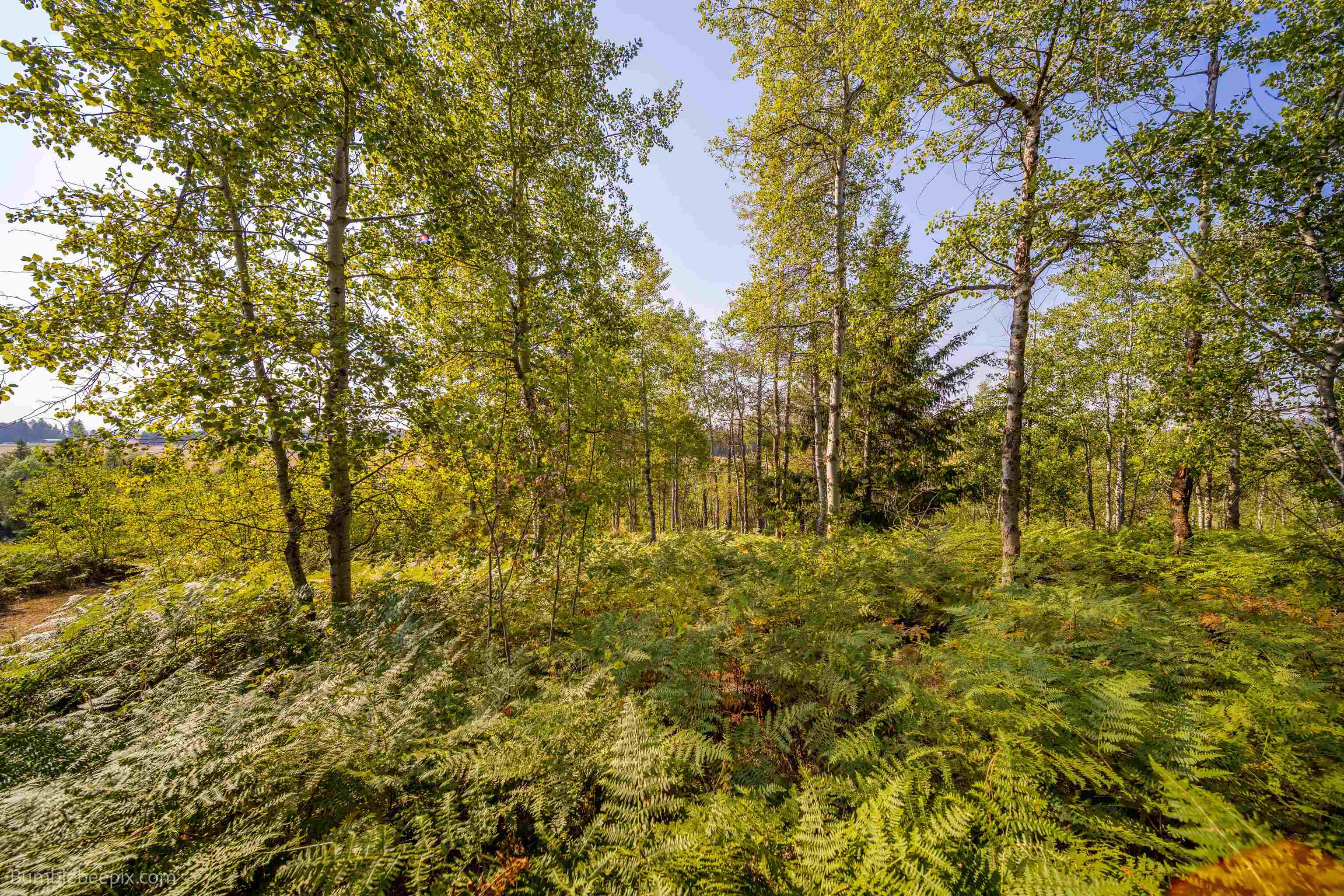 27211 North Monroe Road Deer Park, WA 99006 - Photo 46 of 49 Gallery Image 46