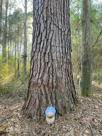 $179,000 | 492 Highway Conehatta Ms 39057, Conehatta, MS 39057