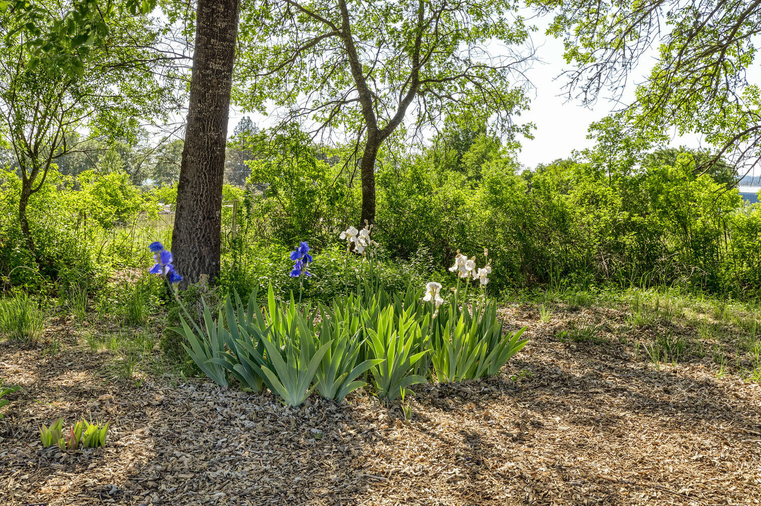 10710 Meadows Road White City, OR 97503 - Photo 22 of 46 a view of a garden with plants