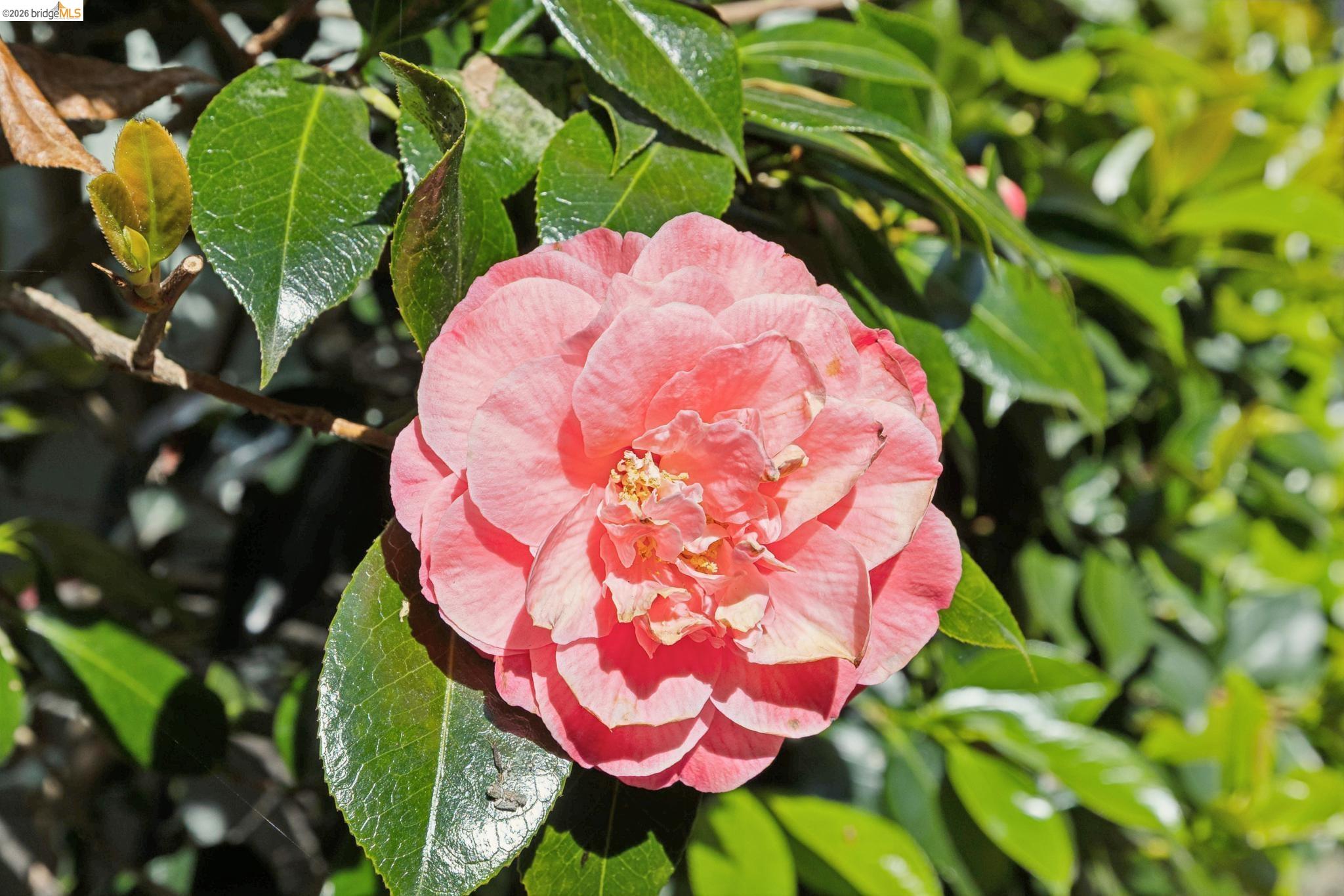 37 Kenyon Avenue Kensington, CA 94708 - Photo 54 of 60 a view of a flower in a garden