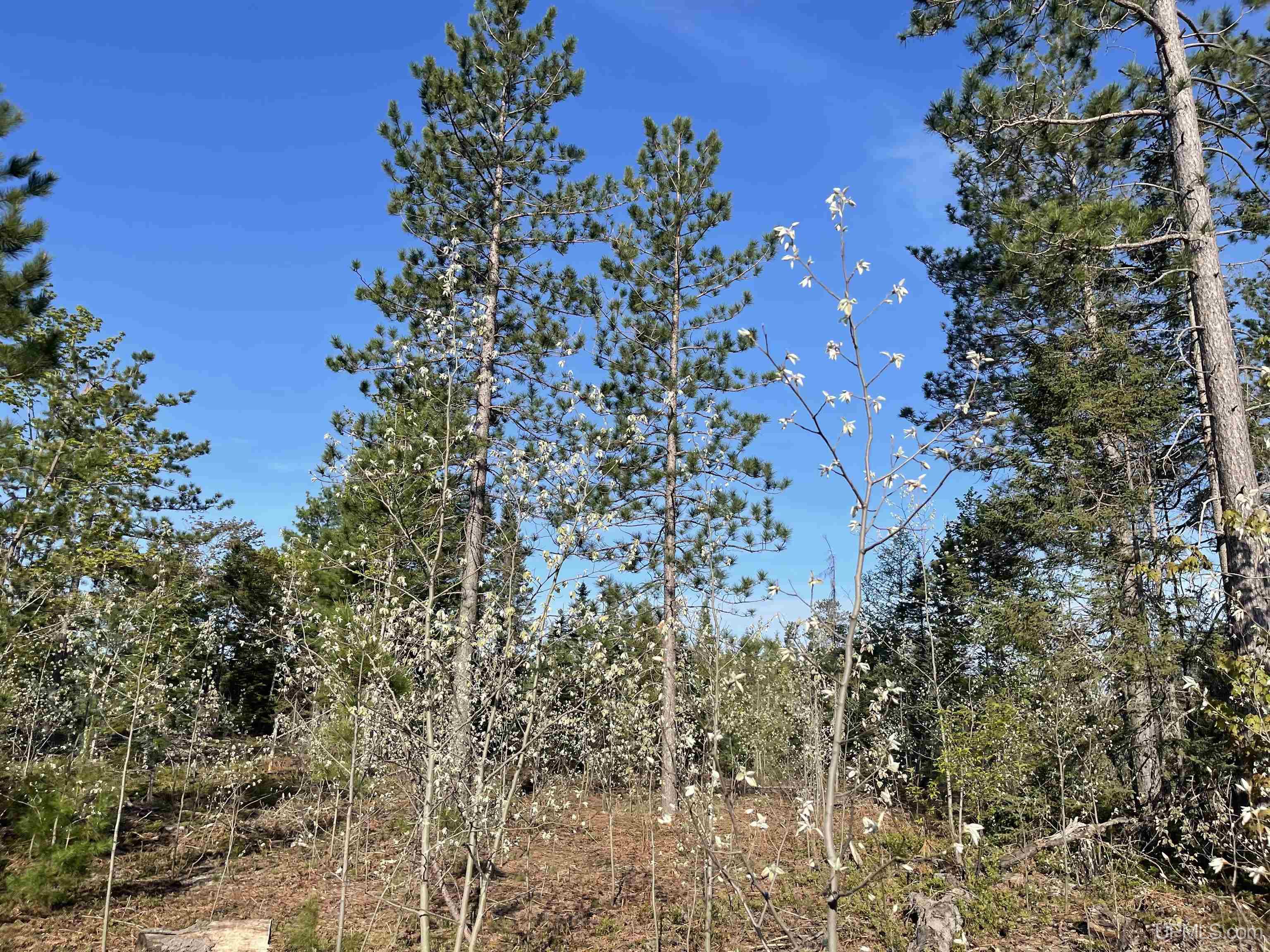 Tbd Tbd Hay Meadow Road Manistique, MI 49854 - Photo 26 of 51