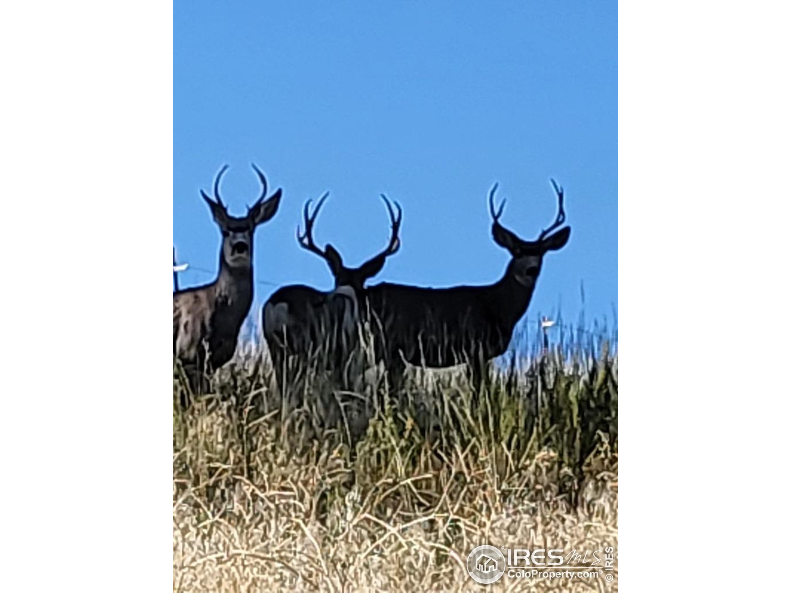 27033 Thea Gulch Road Golden, CO 80403 - Photo 35 of 42