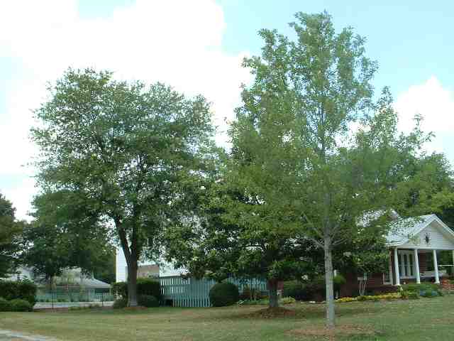 711 Gulliver Street Fountain Inn, SC 29644 - Photo 3 of 9 Gallery Image 3