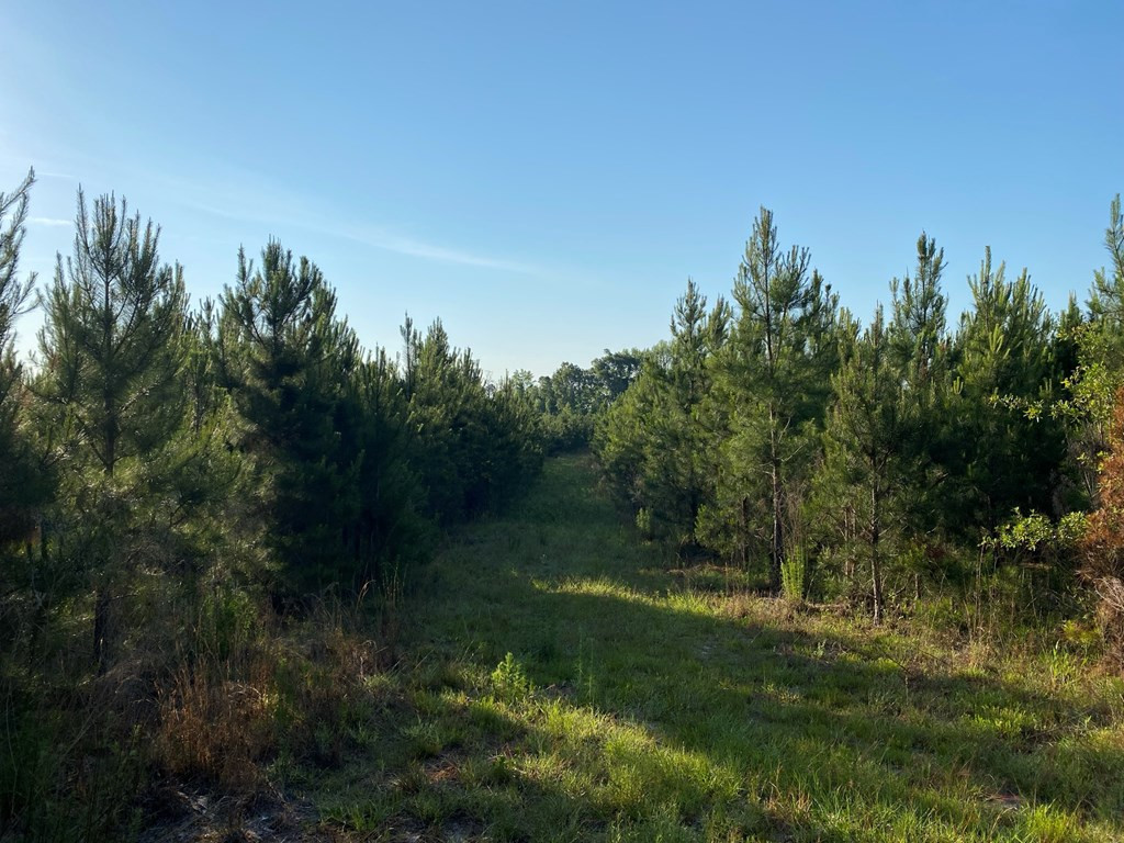 Tbd Indian Trail Road Sylvania, GA 30467 - Photo 6 of 12