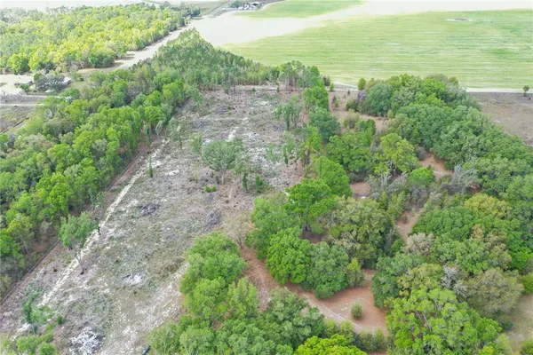 a plant with lots of flowers
