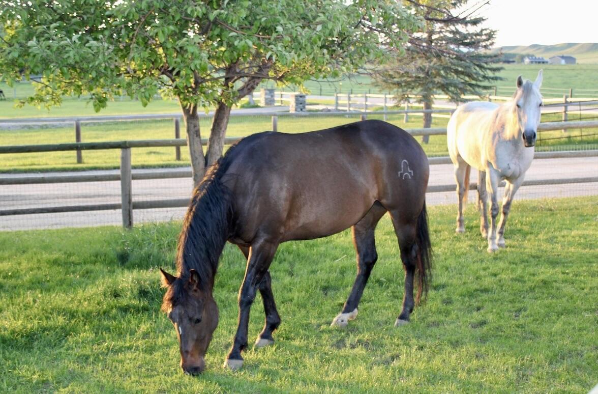 354 Bird Farm Road Sheridan, WY 82801 - Photo 43 of 51 Equestrian property