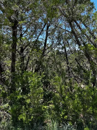 a view of a tree