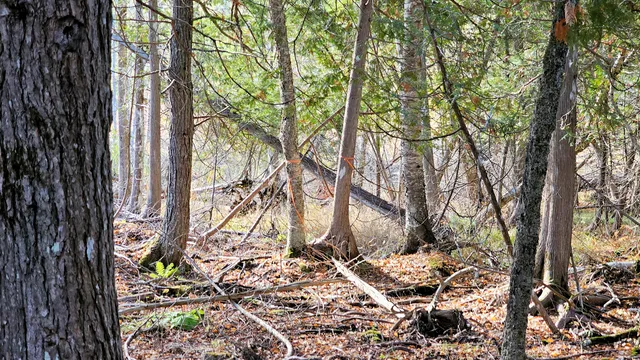 $14,900 | 25 Thomas Hill Road, Lee, ME 04455