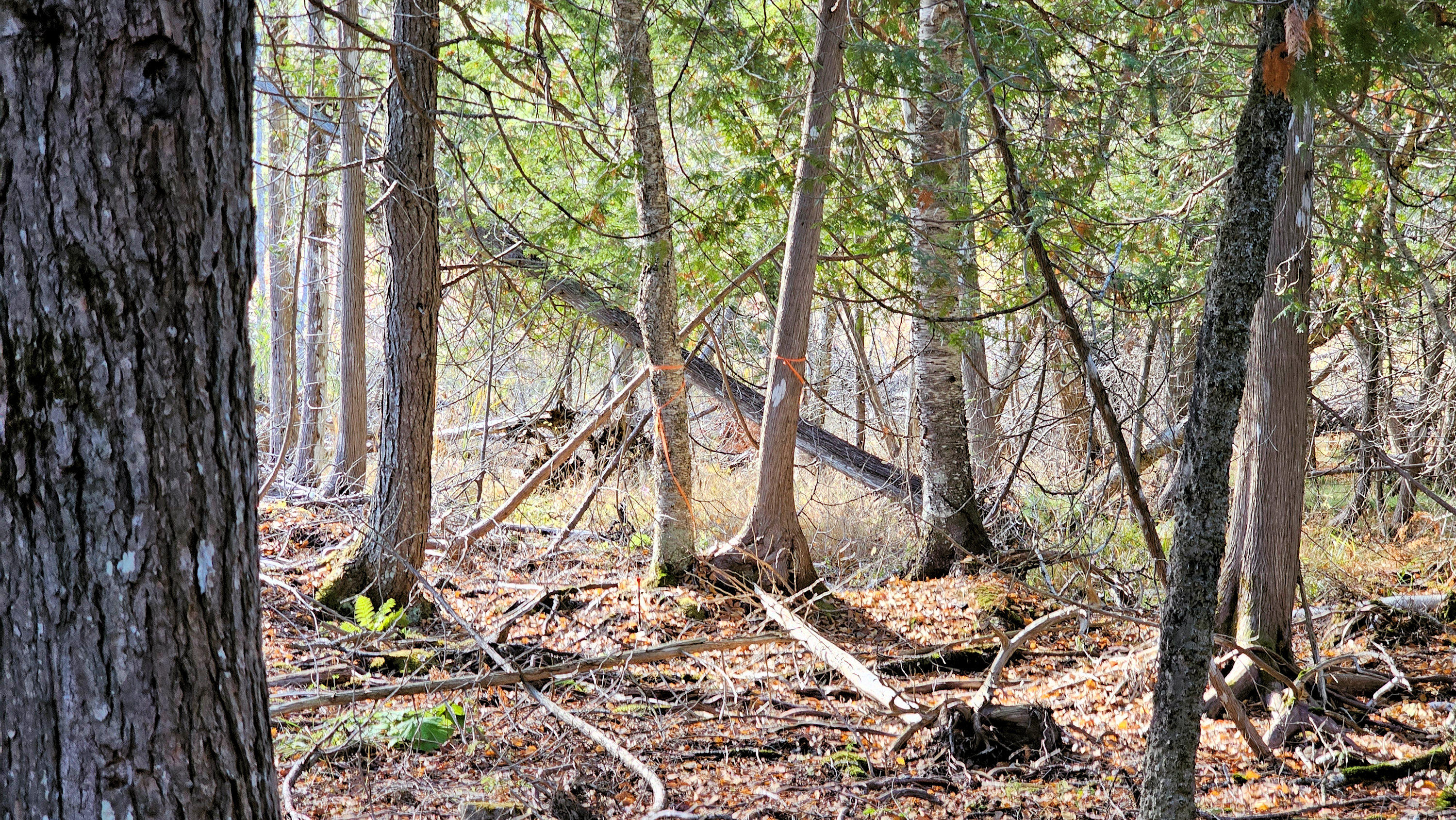 25 Thomas Hill Road Lee, ME 04455 - Photo 13 of 14 Property