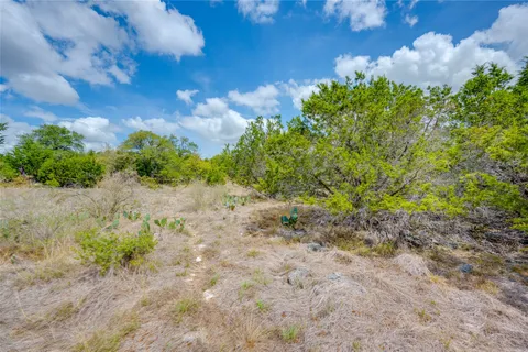 a view of a yard with plants and a tree