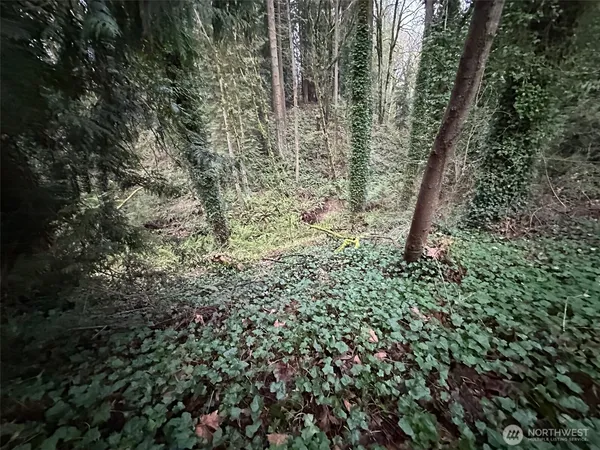 a view of a forest with a trees