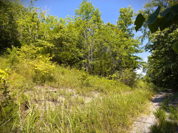 a view of a big yard with plants and large trees