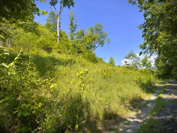 a view of a big yard