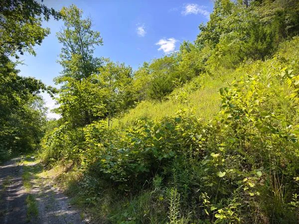 a view of a tree with a tree