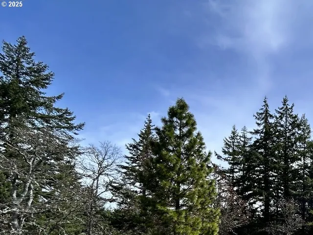 a view of a tree with a tree in the background