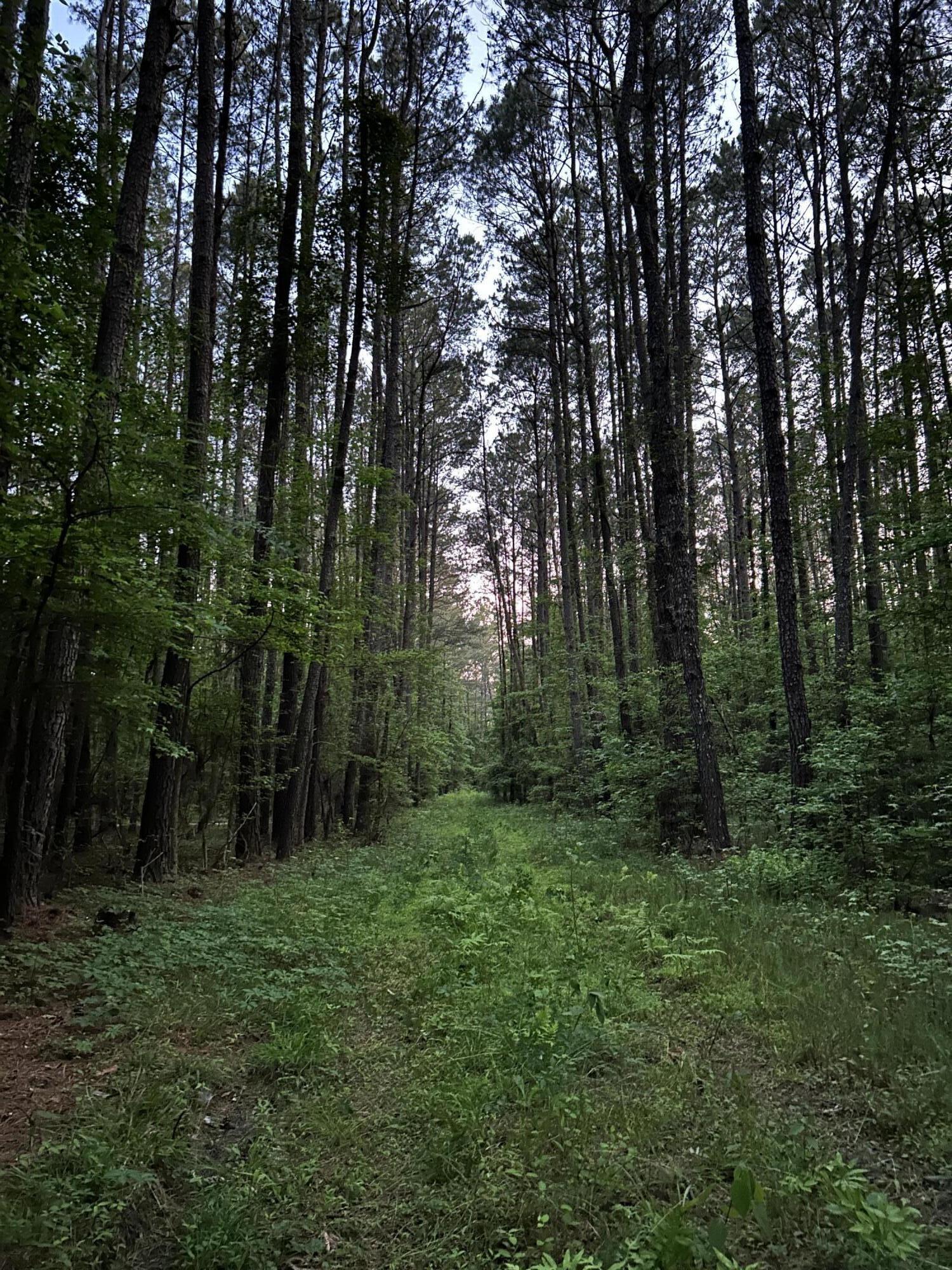 0 Fivel Lane Ridgeville, SC 29472 - Photo 29 of 38 IMG_9156
