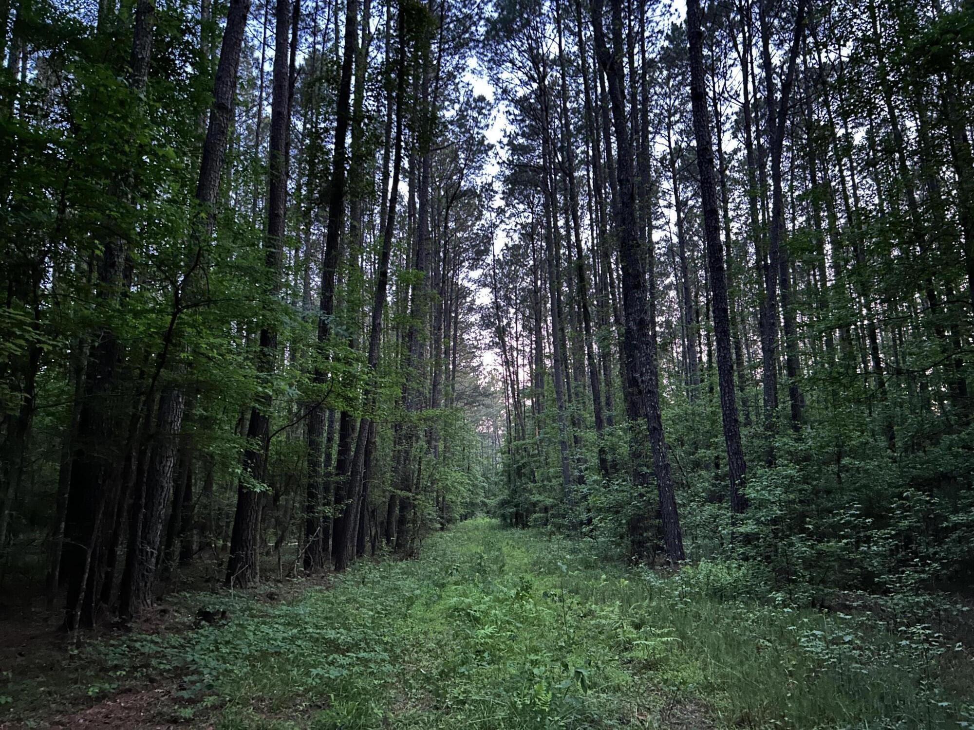 0 Fivel Lane Ridgeville, SC 29472 - Photo 30 of 38 IMG_9157