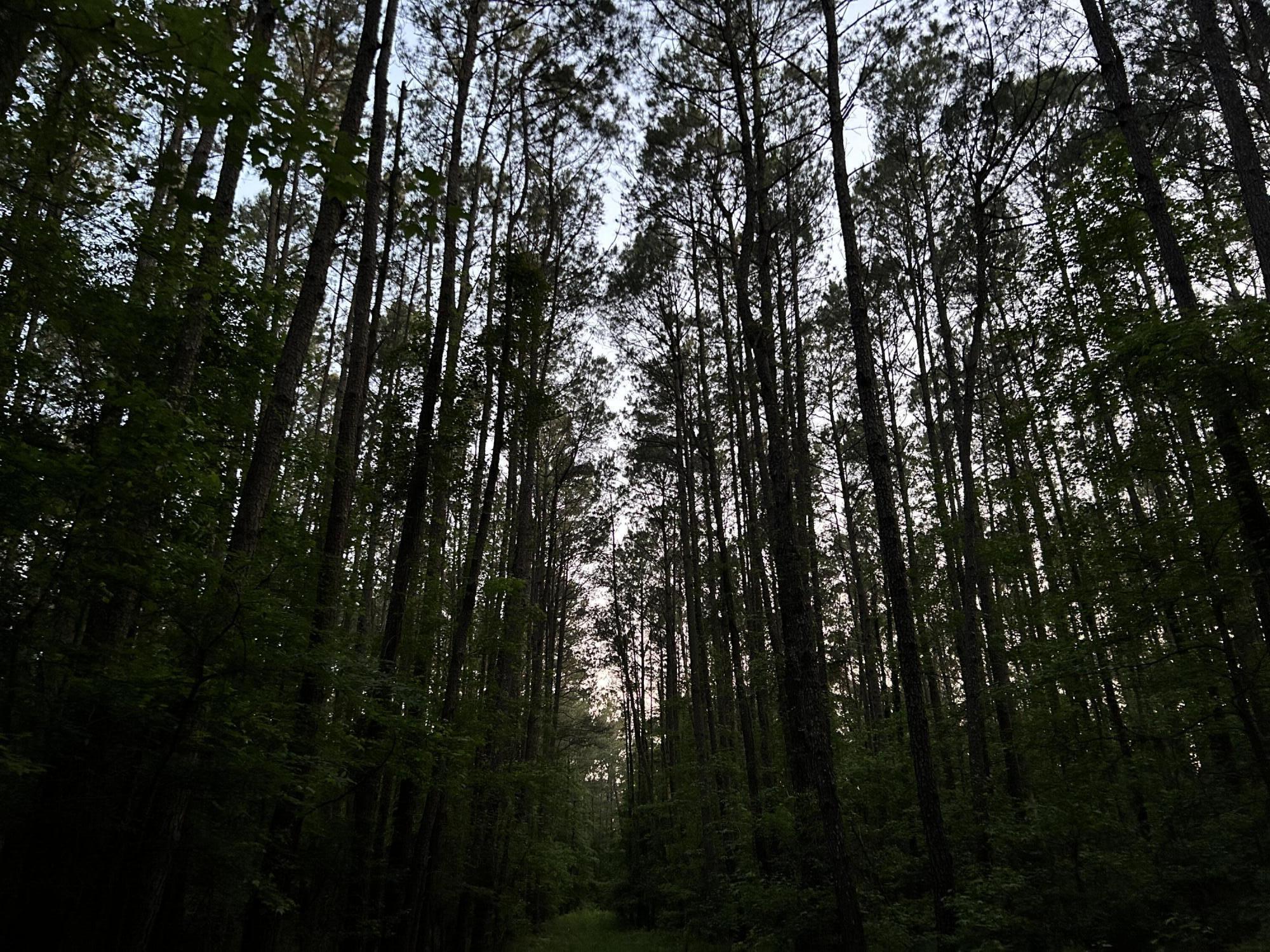 0 Fivel Lane Ridgeville, SC 29472 - Photo 31 of 38 IMG_9158