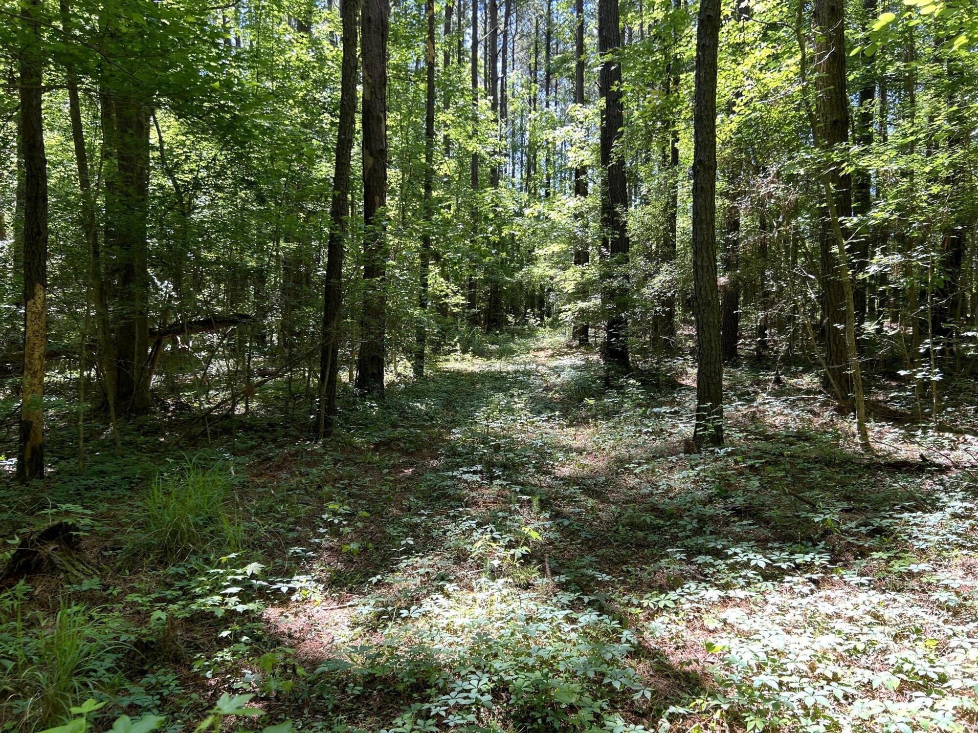 0 Fivel Lane Ridgeville, SC 29472 - Photo 32 of 38 IMG_9304