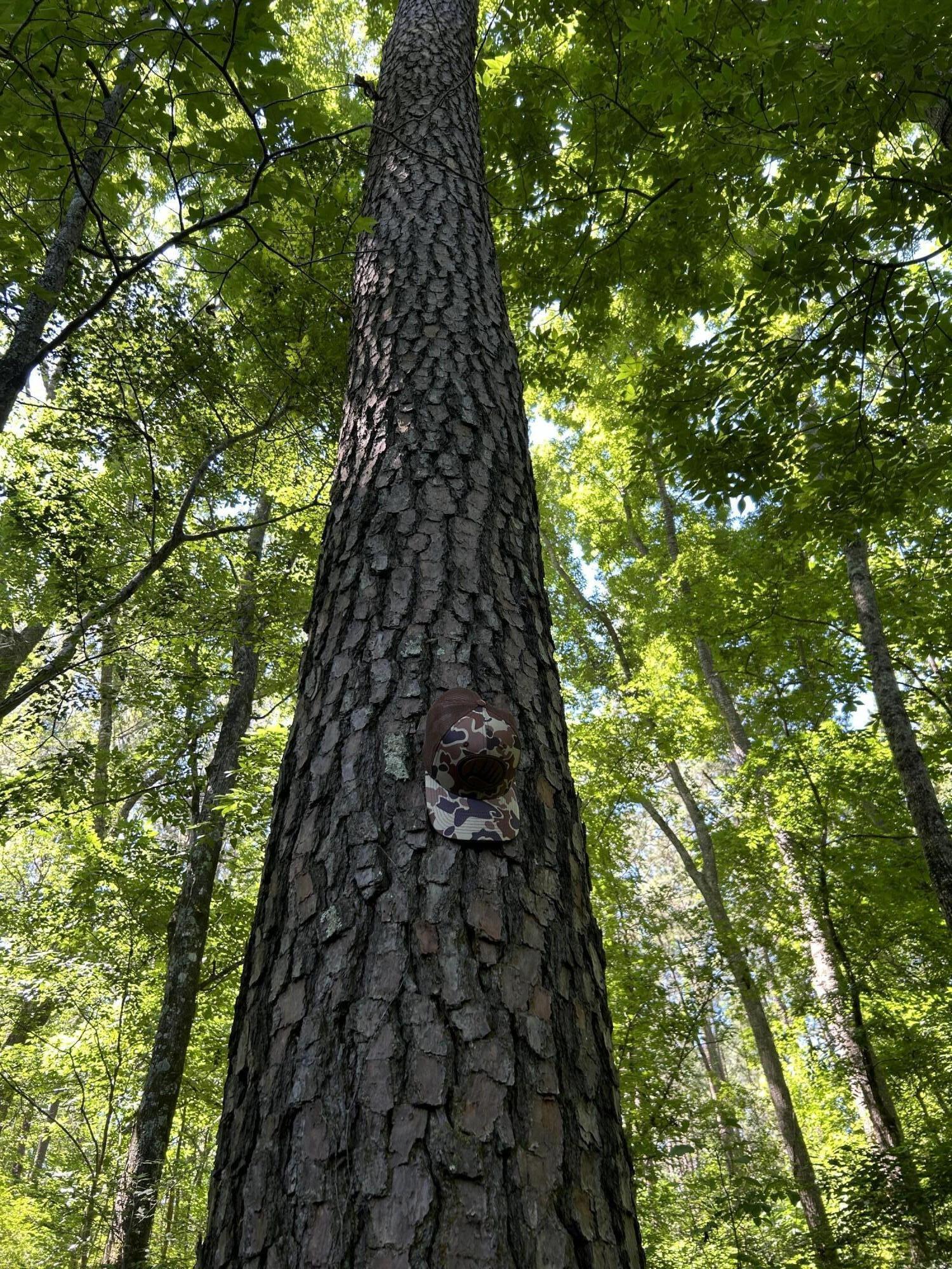 0 Fivel Lane Ridgeville, SC 29472 - Photo 33 of 38 IMG_9310