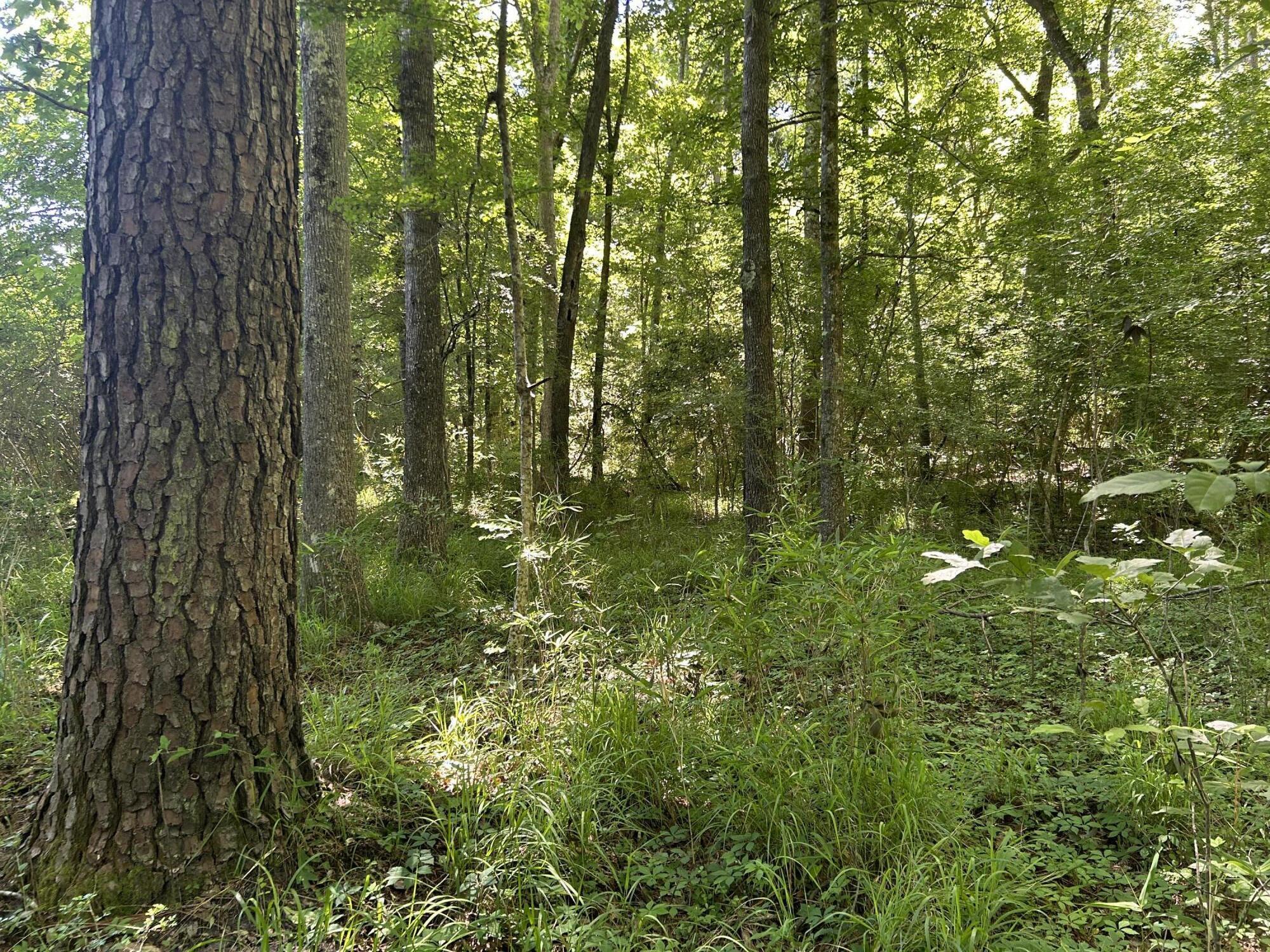 0 Fivel Lane Ridgeville, SC 29472 - Photo 34 of 38 IMG_9312