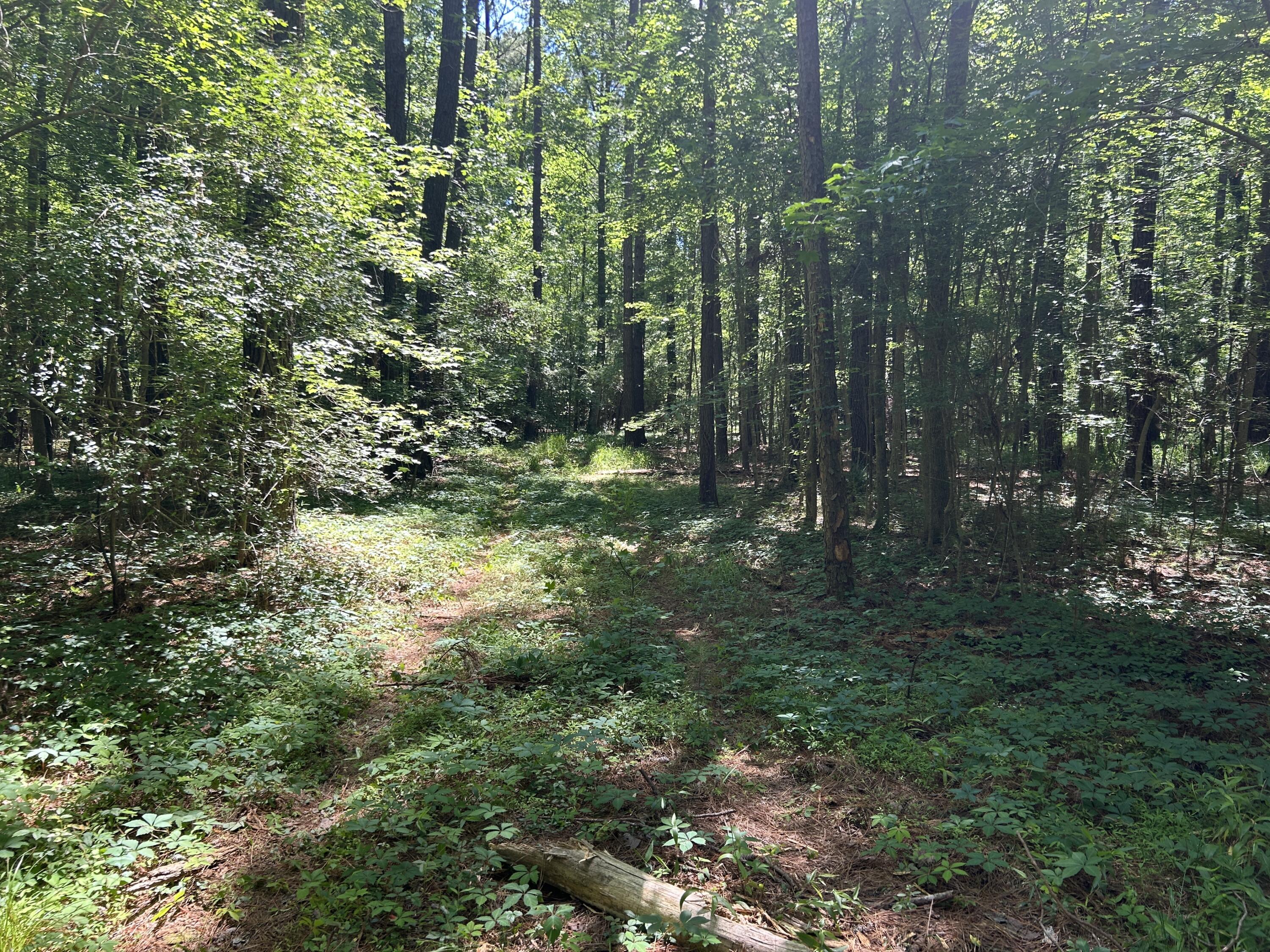 0 Fivel Lane Ridgeville, SC 29472 - Photo 35 of 38 IMG_9315