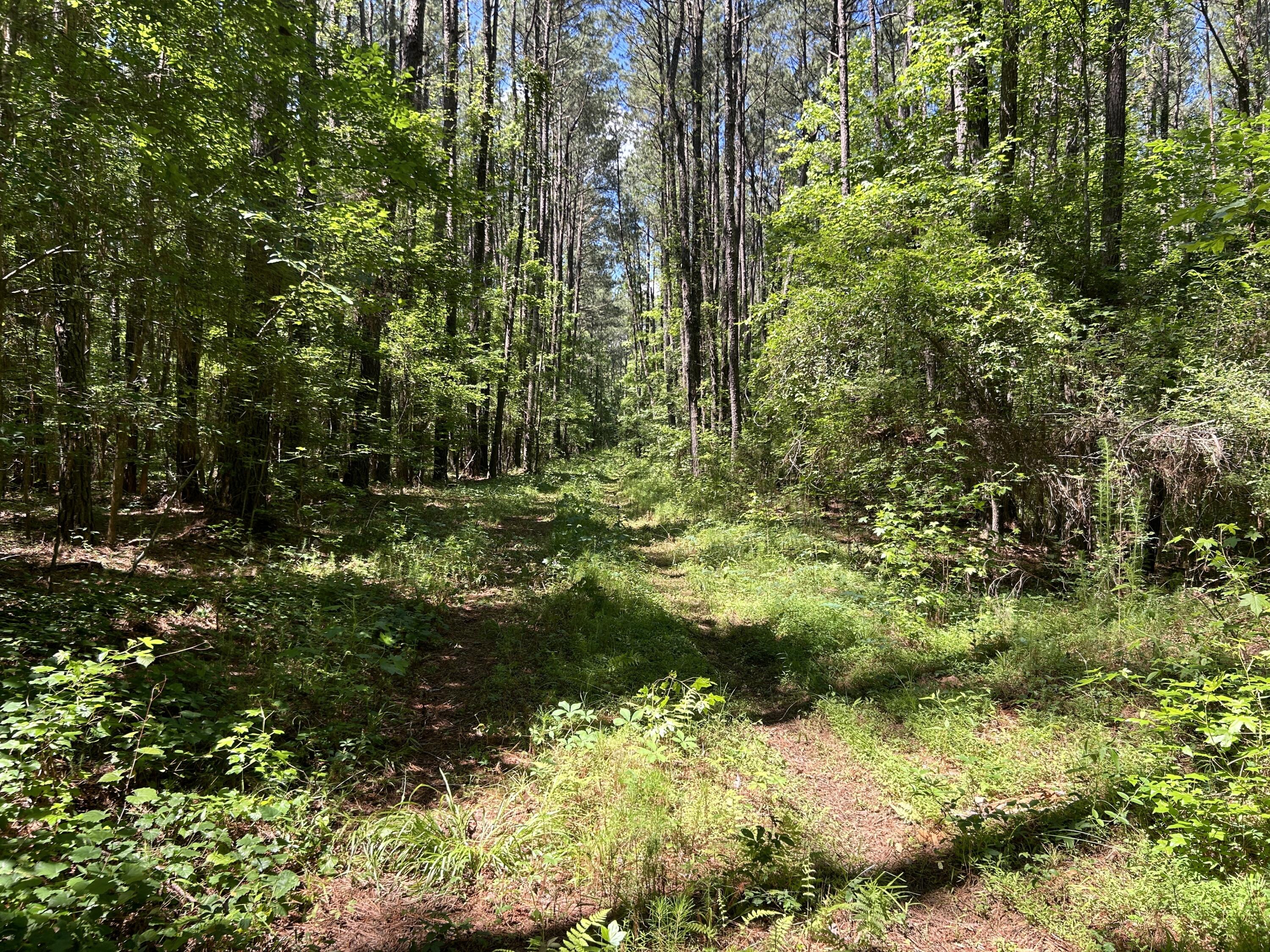 0 Fivel Lane Ridgeville, SC 29472 - Photo 37 of 38 IMG_9320