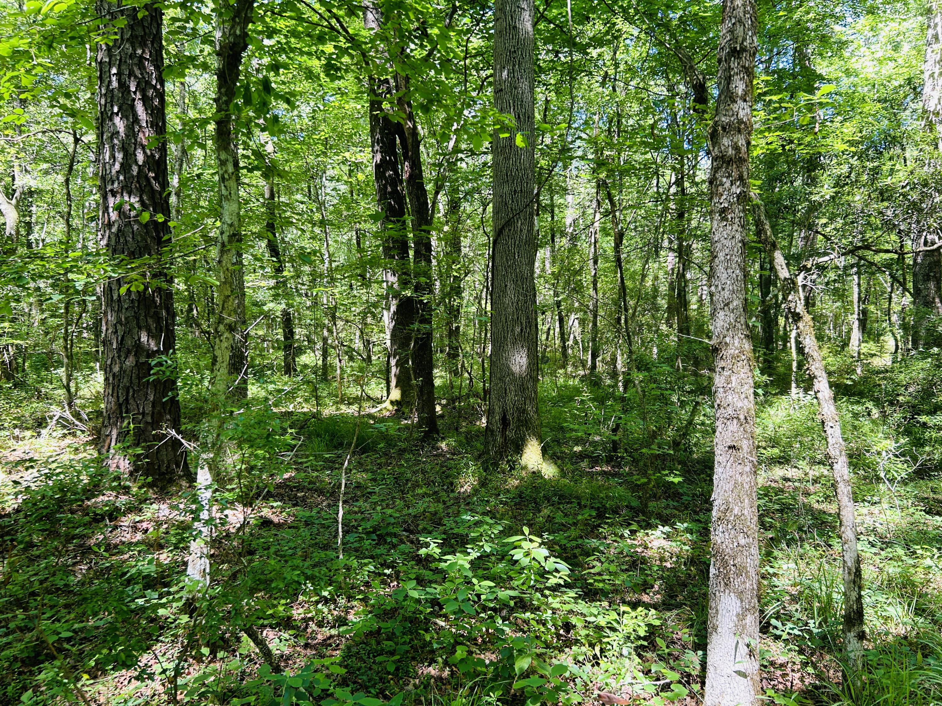 0 Fivel Lane Ridgeville, SC 29472 - Photo 38 of 38 IMG_9322