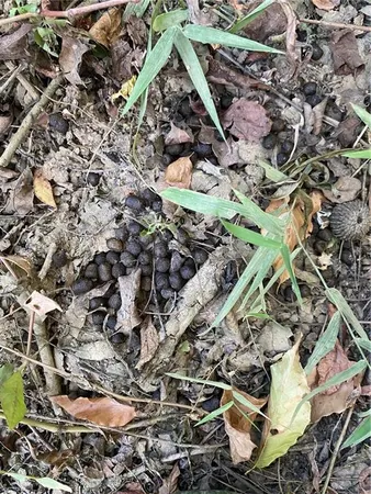 $328,950 | 3 East Yeager Drive, Ball, LA 71405