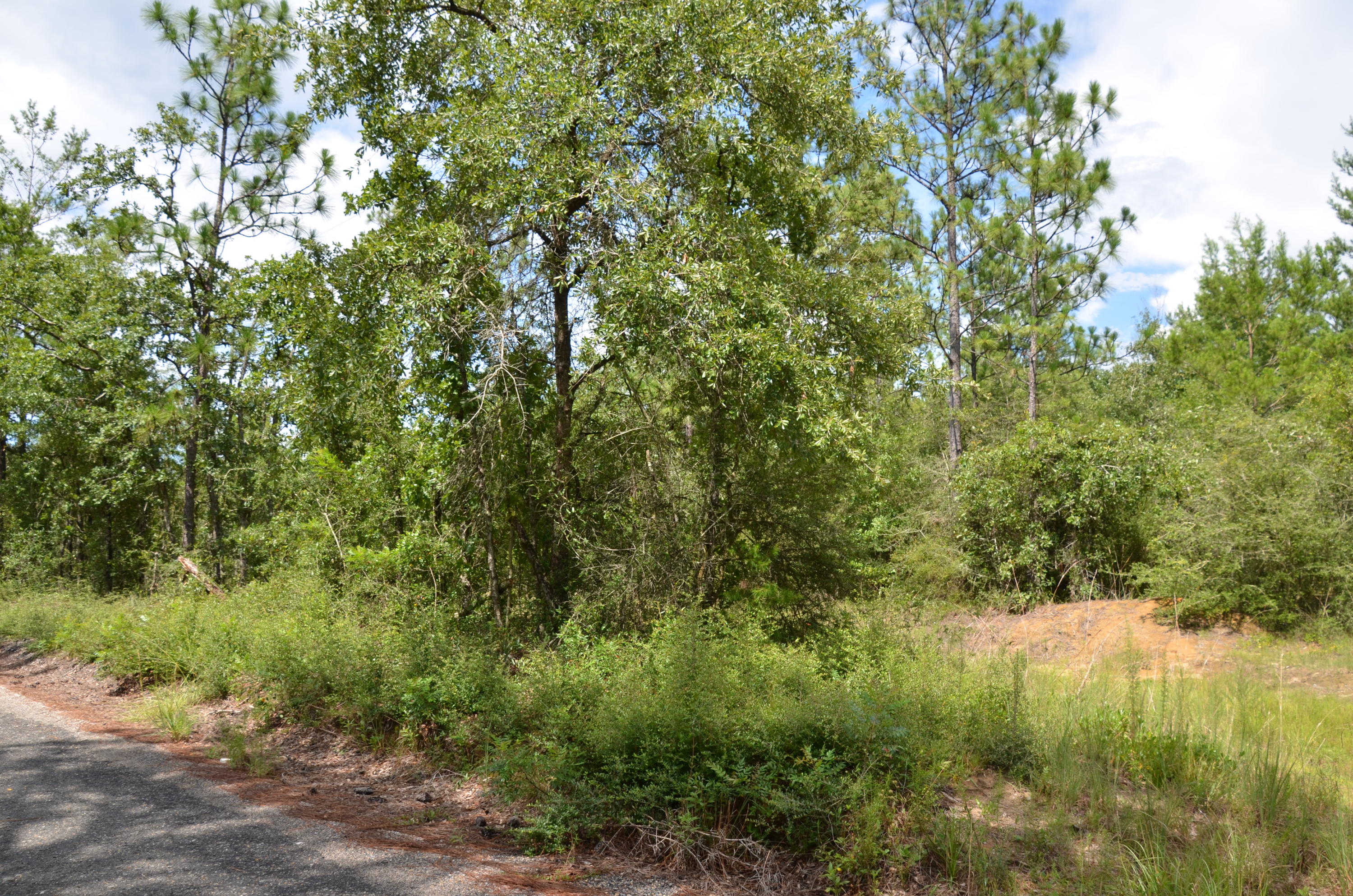 Tbd Watson Road DeFuniak Springs, FL 32433 - Photo 4 of 7 DSC_3407