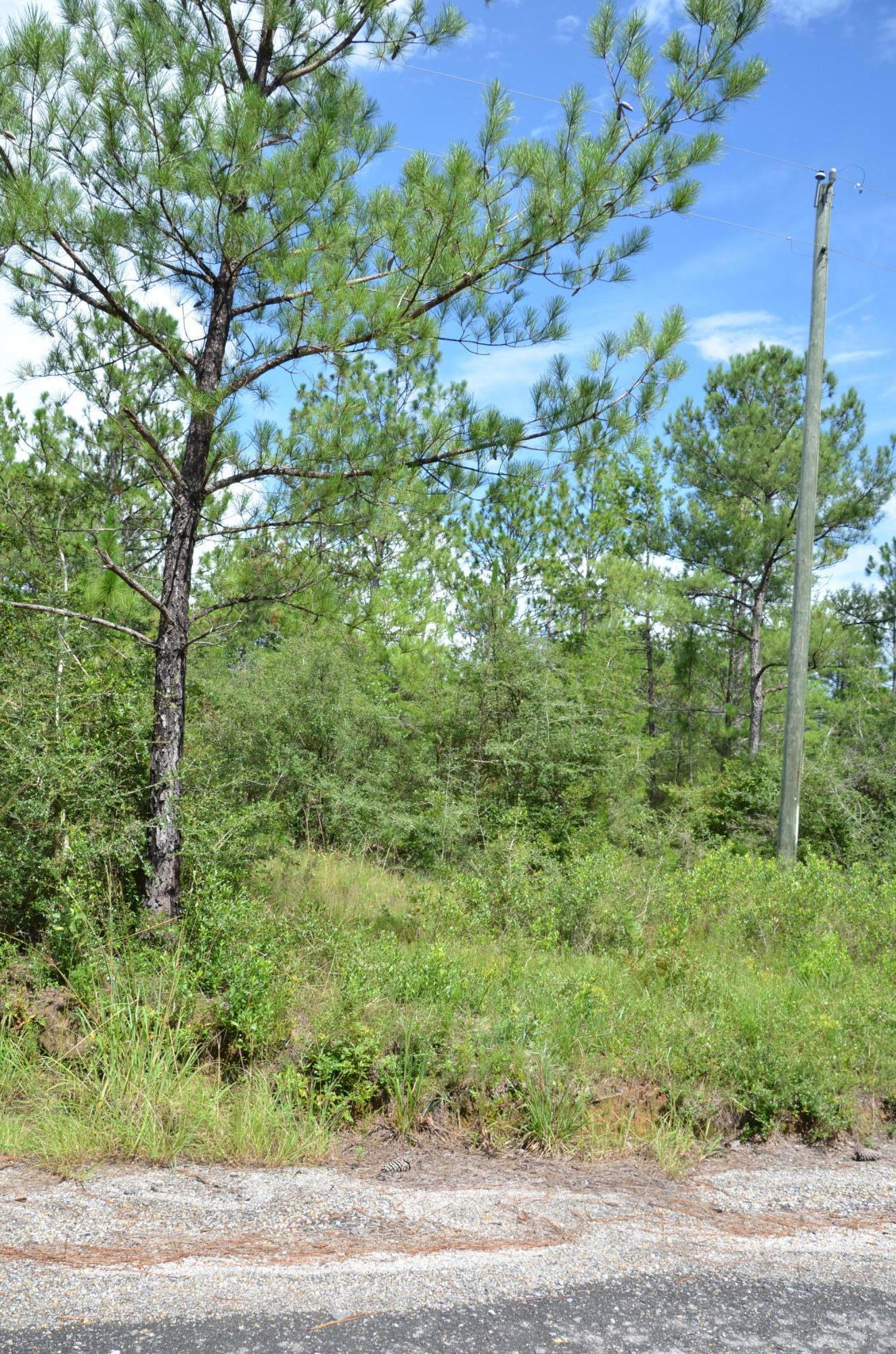 Tbd Watson Road DeFuniak Springs, FL 32433 - Photo 7 of 7 DSC_3410