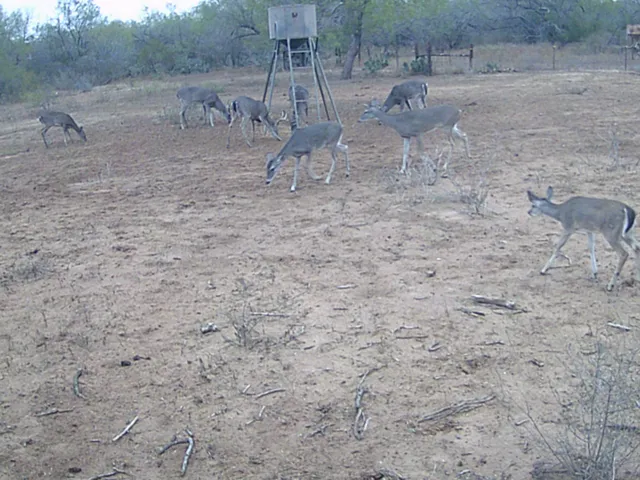 $3,975,000 | 4141 Cr 343, Charlotte, TX 78011