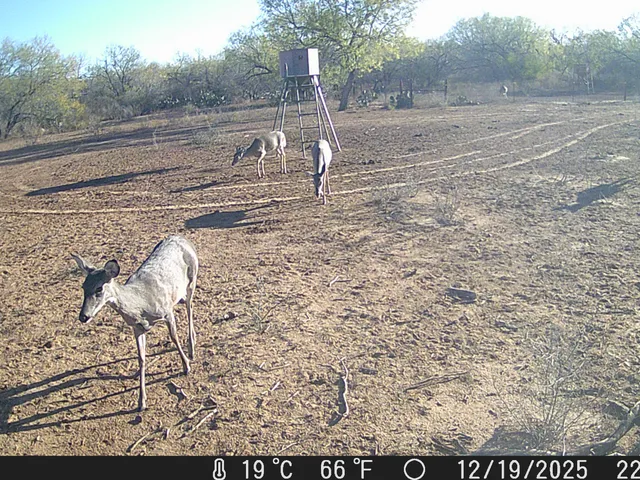 $3,975,000 | 4141 Cr 343, Charlotte, TX 78011