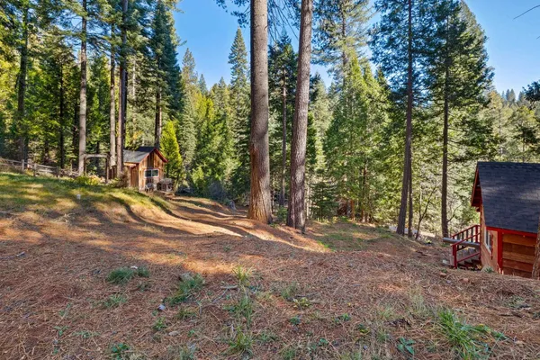 a view of backyard with trees