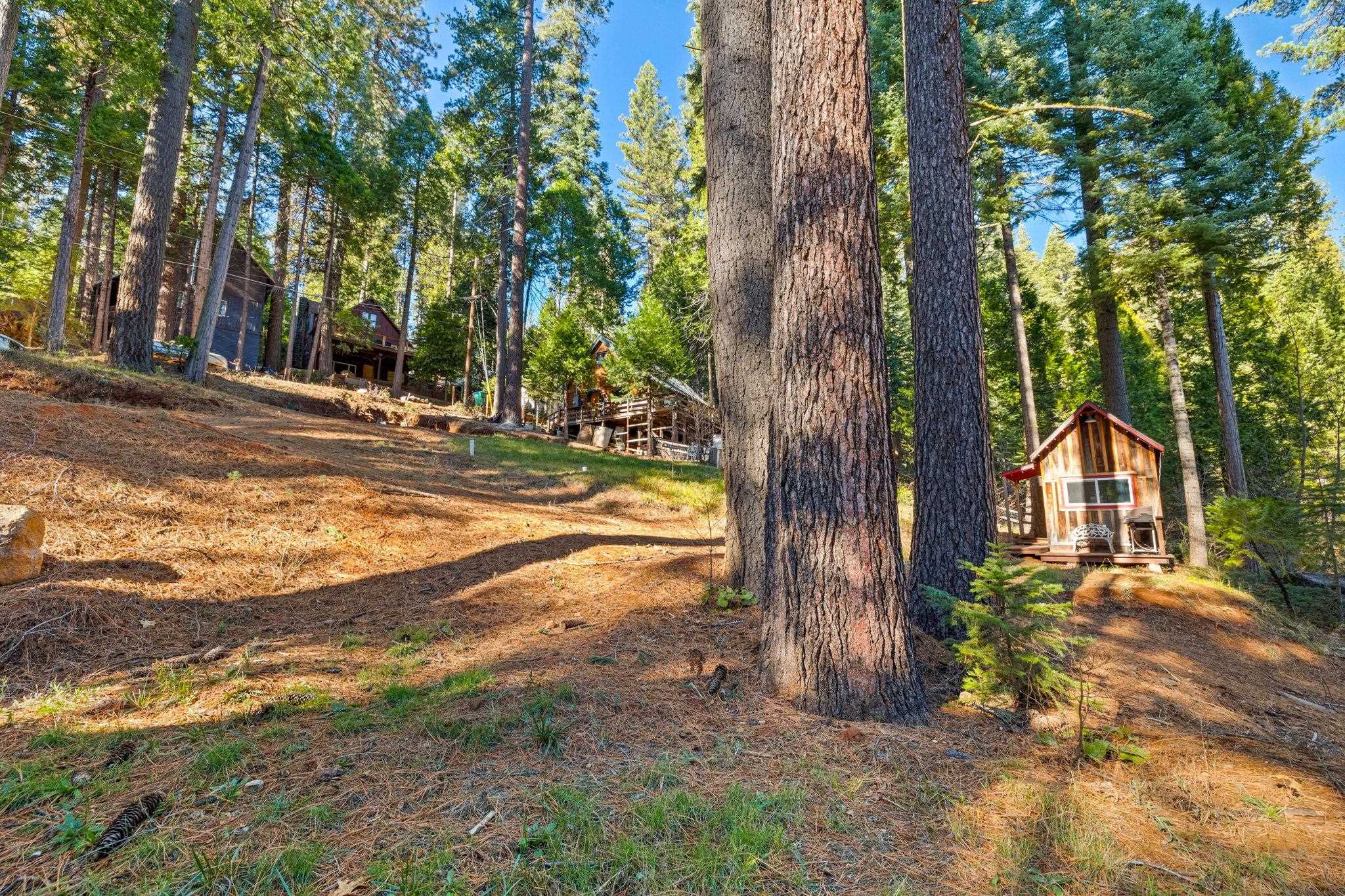 25777 Long Barn Sugar Pine Road Long Barn, CA 95335 - Photo 13 of 18 a view of a yard with plants and trees
