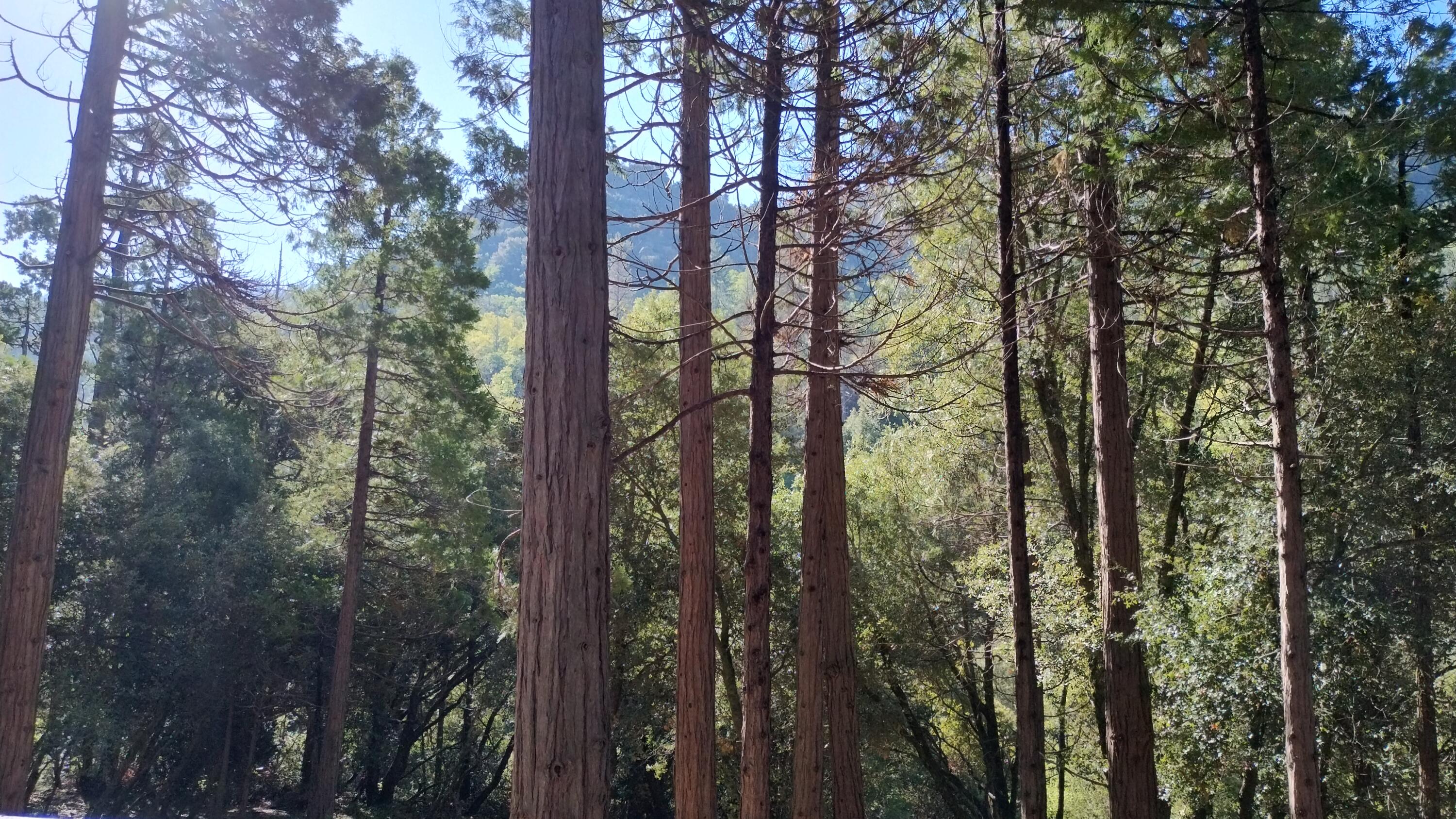 1693 Forest Rte 21S94 Camp Nelson, CA 93265 - Photo 10 of 86 7.8-View from side deck