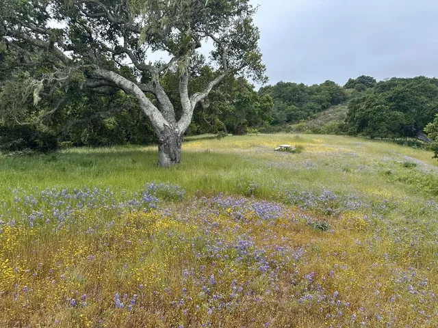 a view of a field with an trees