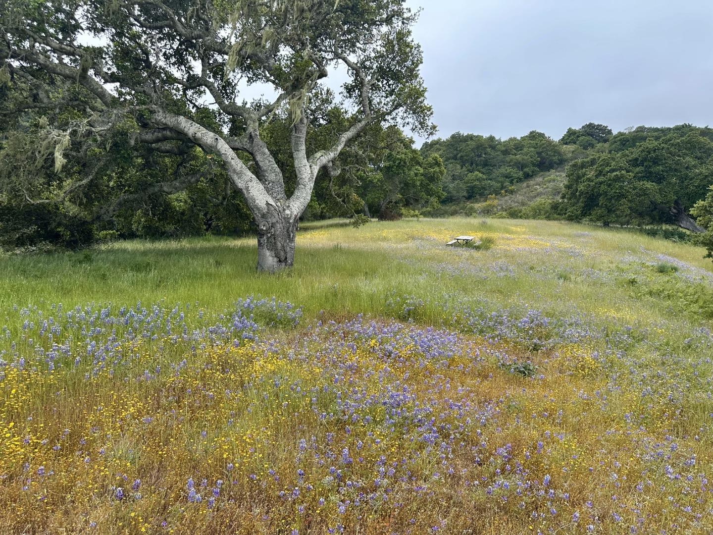 8 Corral Run Carmel, CA 93923 - Photo 11 of 22 a view of a field with an trees