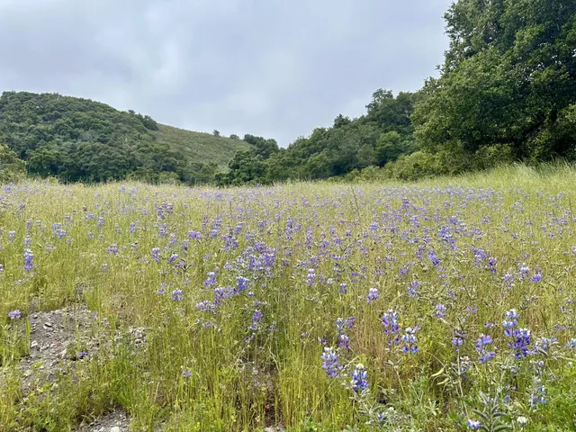 a view of lake with green space