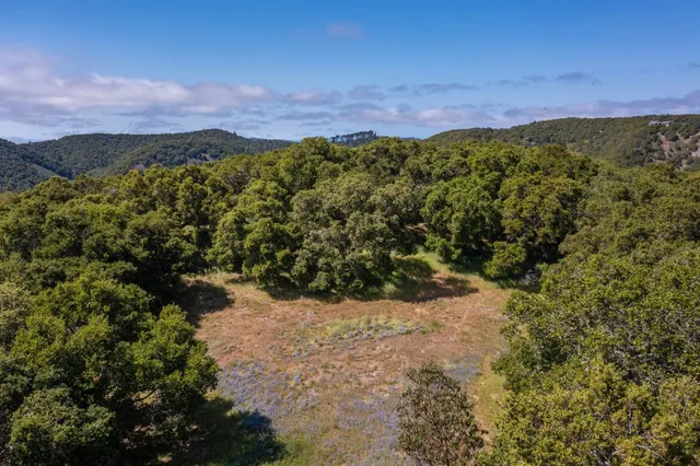 a view of a forest with a lake