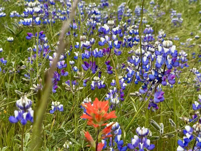a picture of flowers