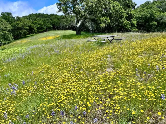 a view of a with large trees