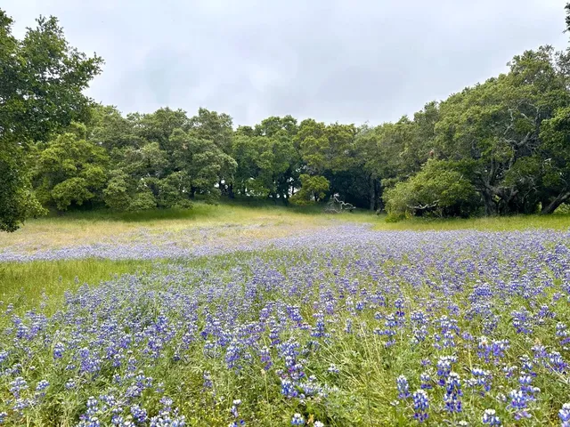 a view of a field with an trees