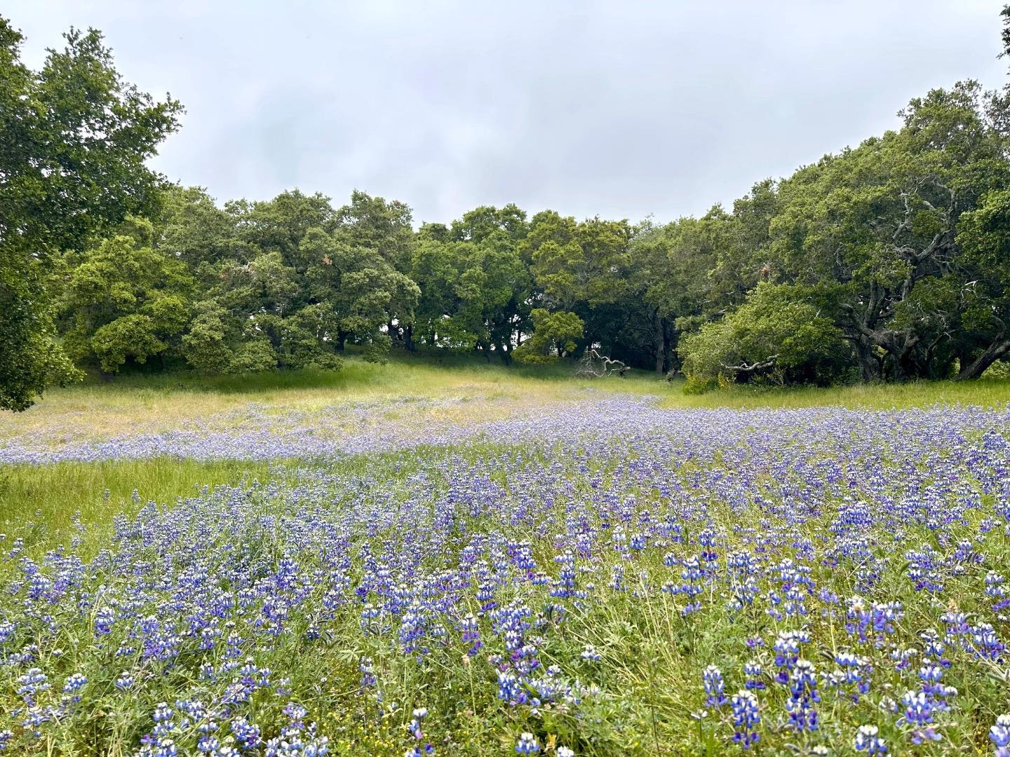 8 Corral Run Carmel, CA 93923 - Photo 7 of 22 a view of a field with an trees