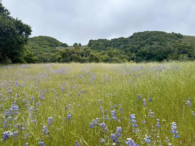 a view of lake and mountain