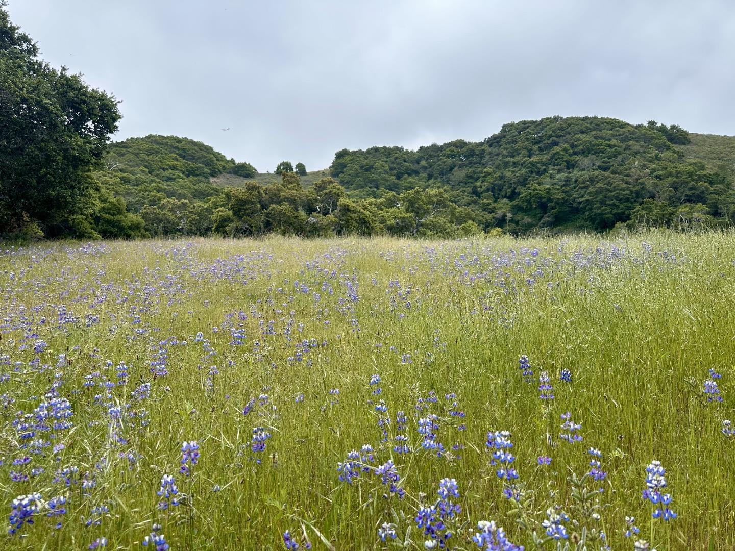 8 Corral Run Carmel, CA 93923 - Photo 10 of 22 a view of lake and mountain