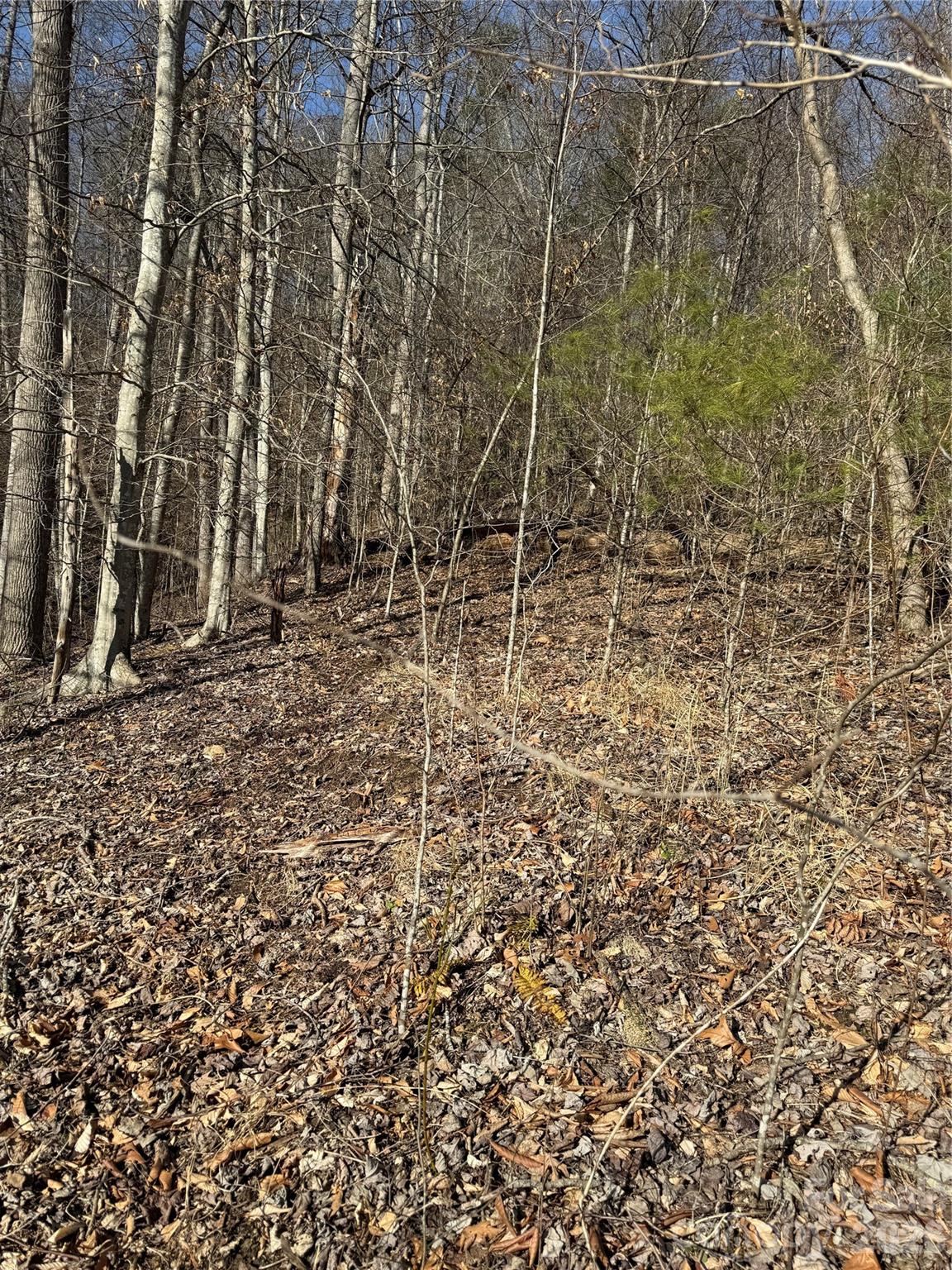 890 Fisher Branch Road Marshall, NC 28753 - Photo 13 of 23 a view of a dry yard