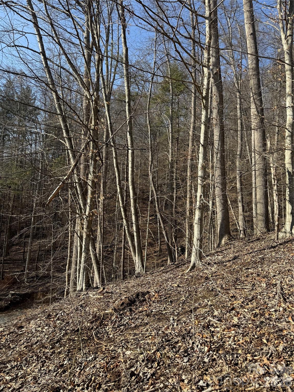890 Fisher Branch Road Marshall, NC 28753 - Photo 18 of 23 a backyard of a house with lots of green space